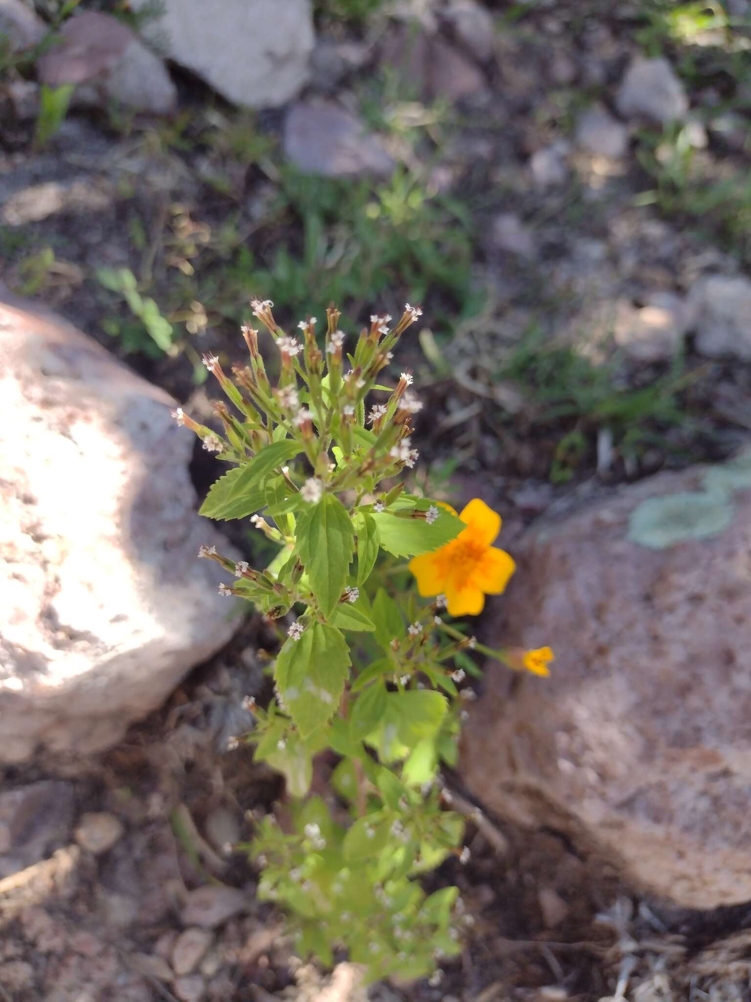 Image of annual candyleaf