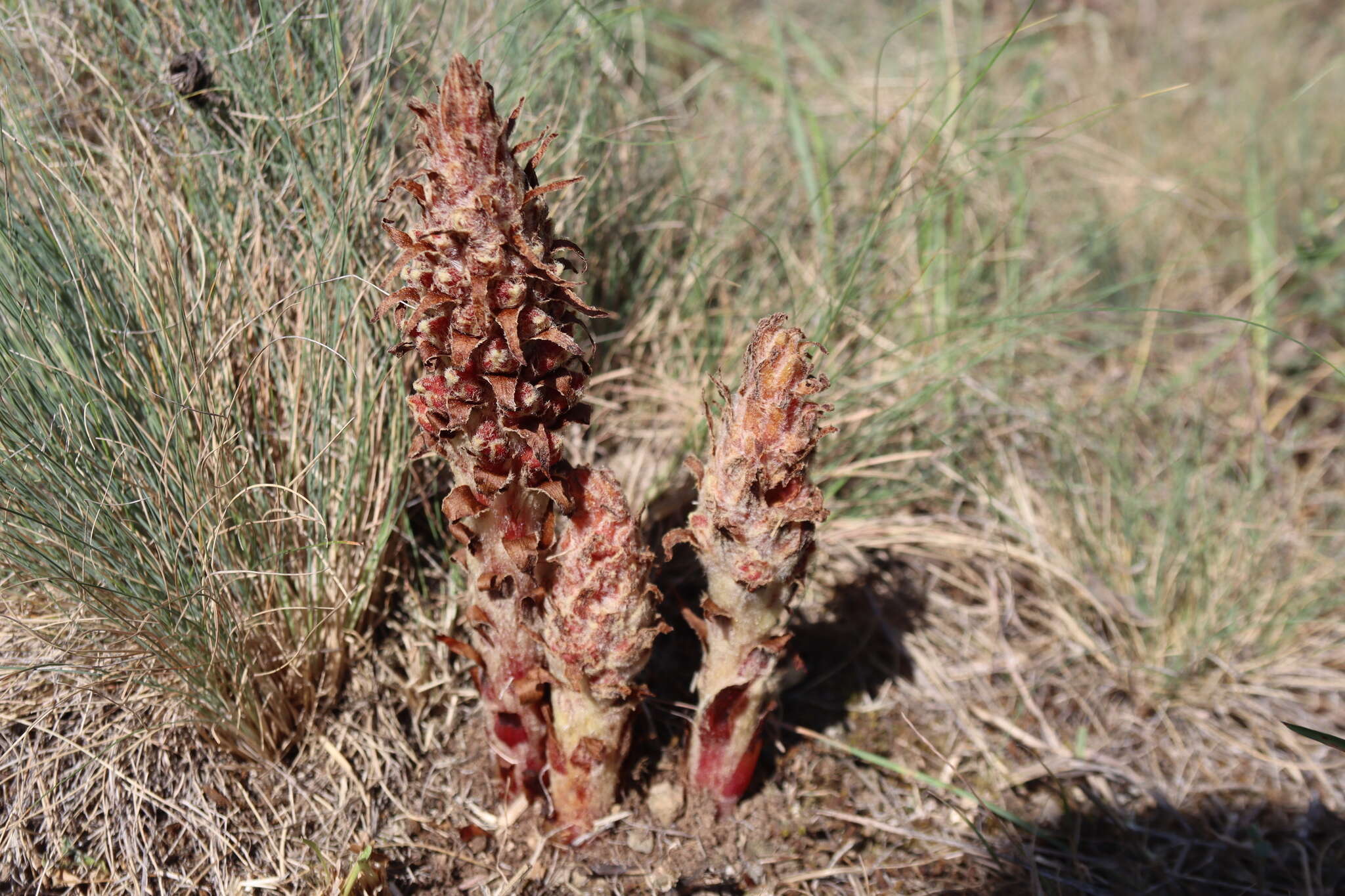 Image of Orobanche anatolica Boiss. & Reuter