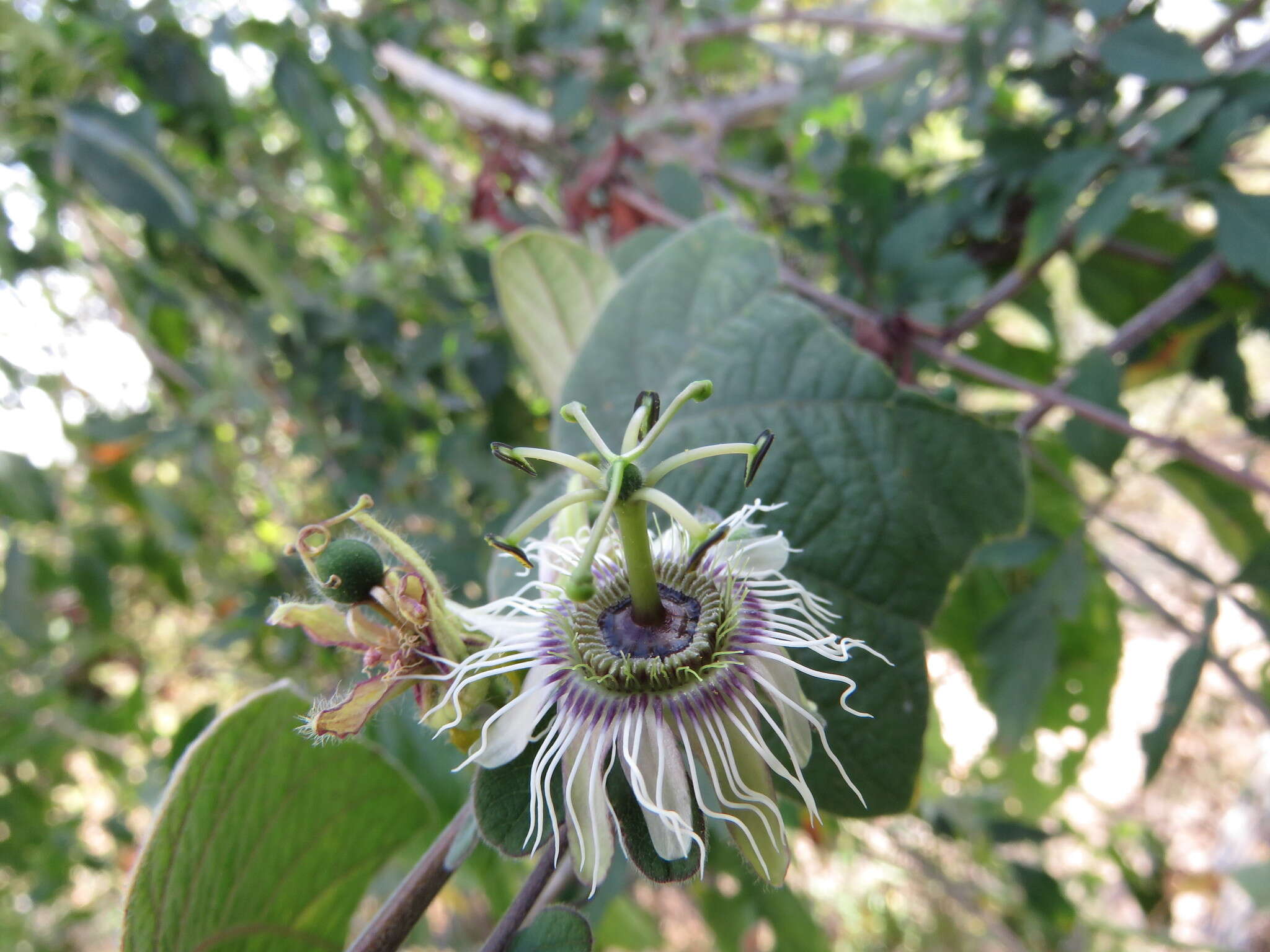 Image of Passiflora porphyretica Mast. ex J. D. Smith