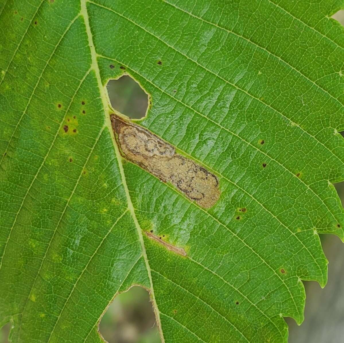 Image of Ectoedemia ulmella (Braun 1912) Wilkinson et al. 1979