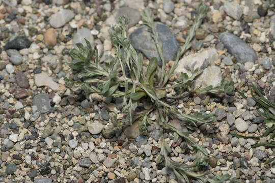 Image of broad-leaved cutweed