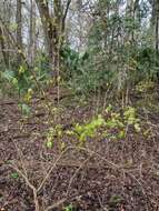 Image de Sageretia minutiflora (Michx.) Trel.