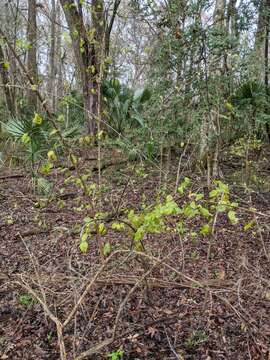 Image of Small-Flower Mock Buckthorn