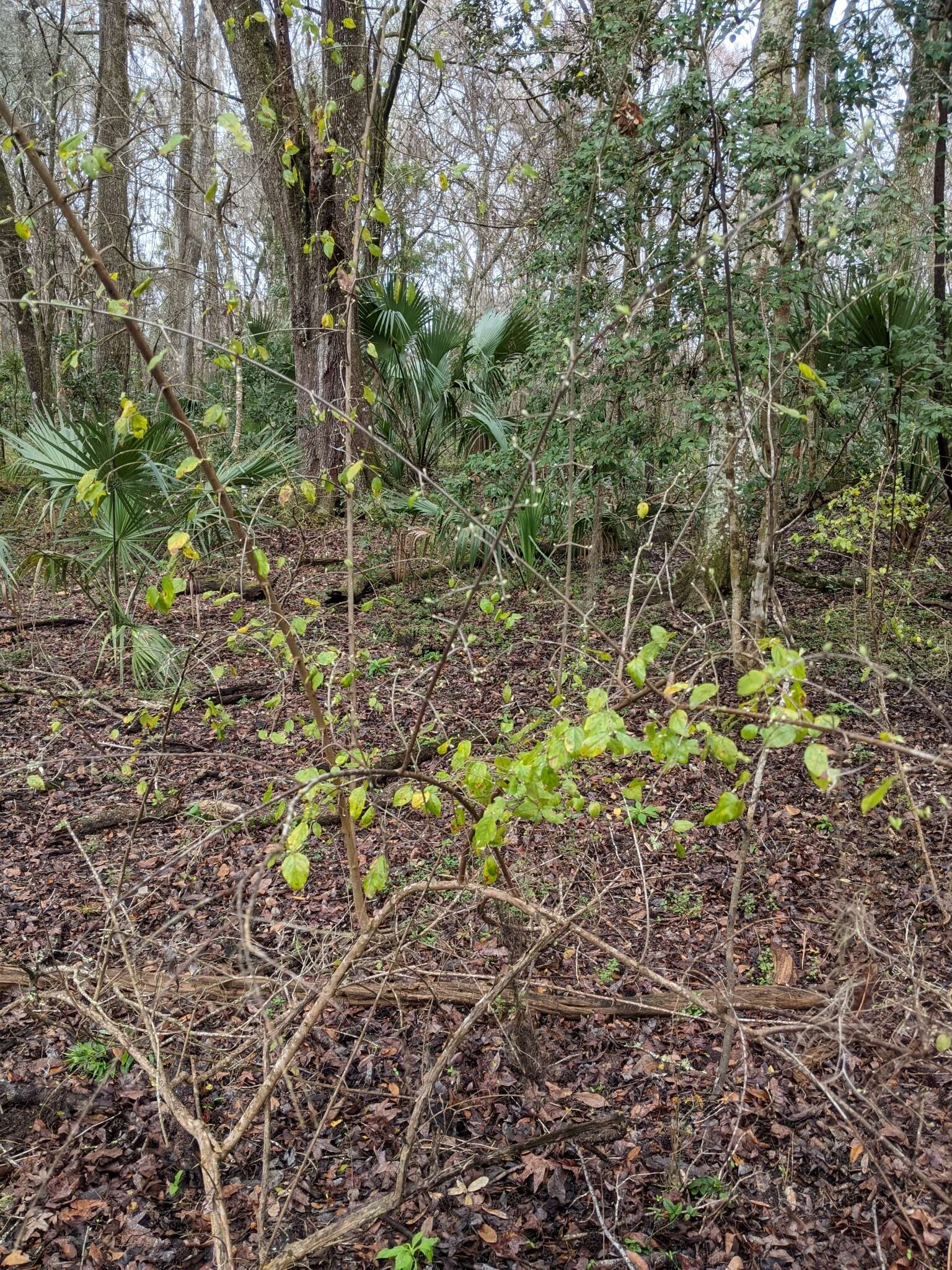 Image de Sageretia minutiflora (Michx.) Trel.