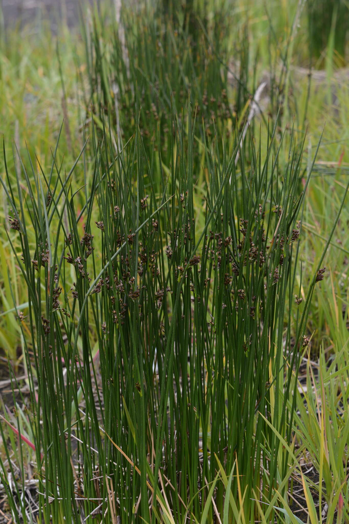 Image of Juncus beringensis Buch.