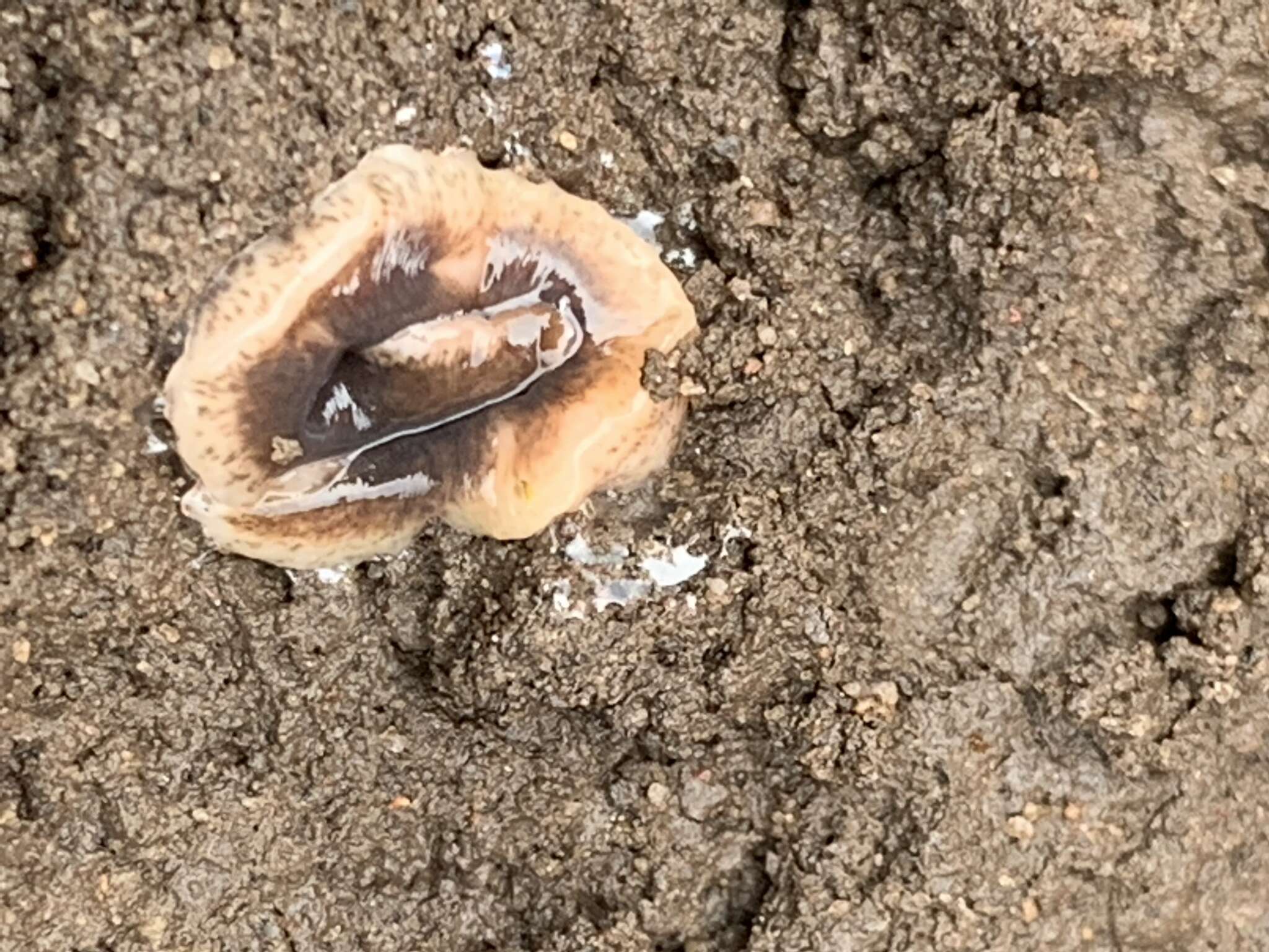 Image of New Zealand flatworm