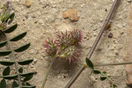 Image of cockshead sainfoin