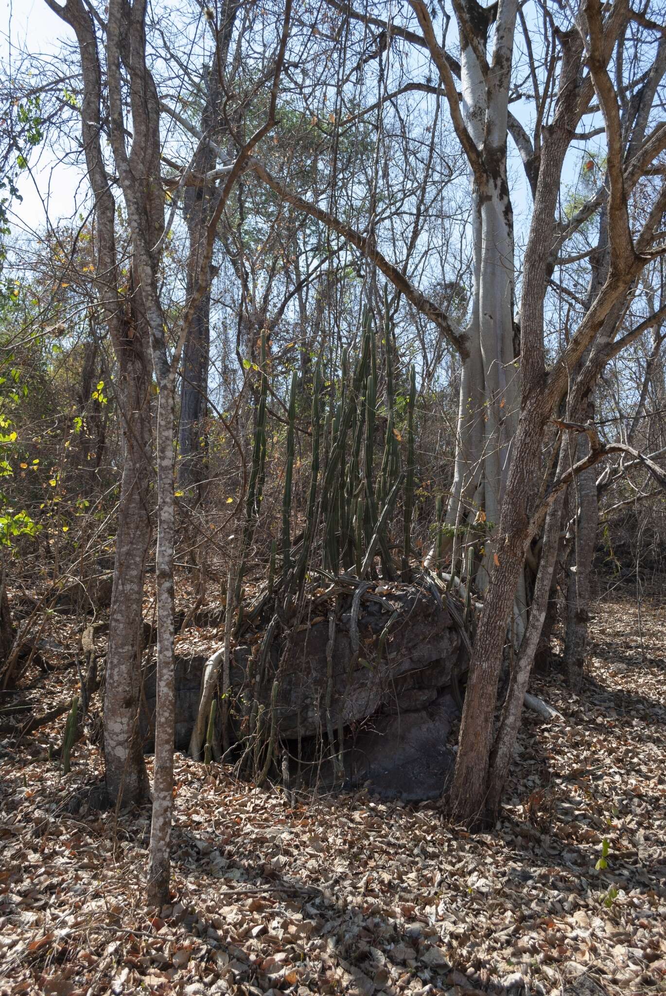 Image of Cereus jamacaru subsp. calcirupicola (F. Ritter) N. P. Taylor & Zappi