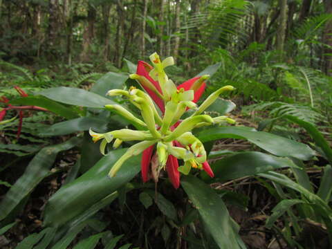 Image of Billbergia amoena (G. Lodd.) Lindl.