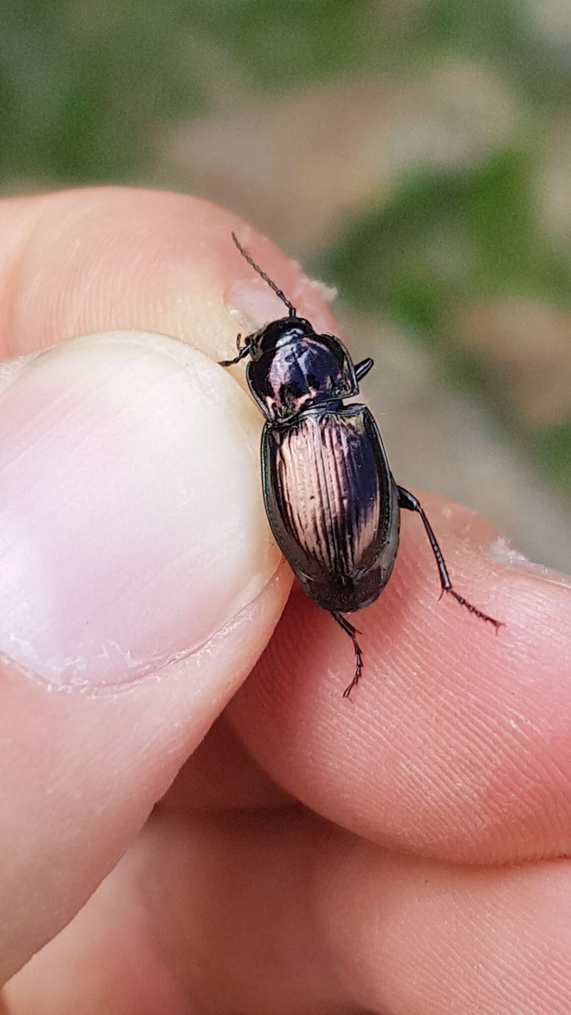 Image of Pterostichus (Cheporus) burmeisteri Heer 1837