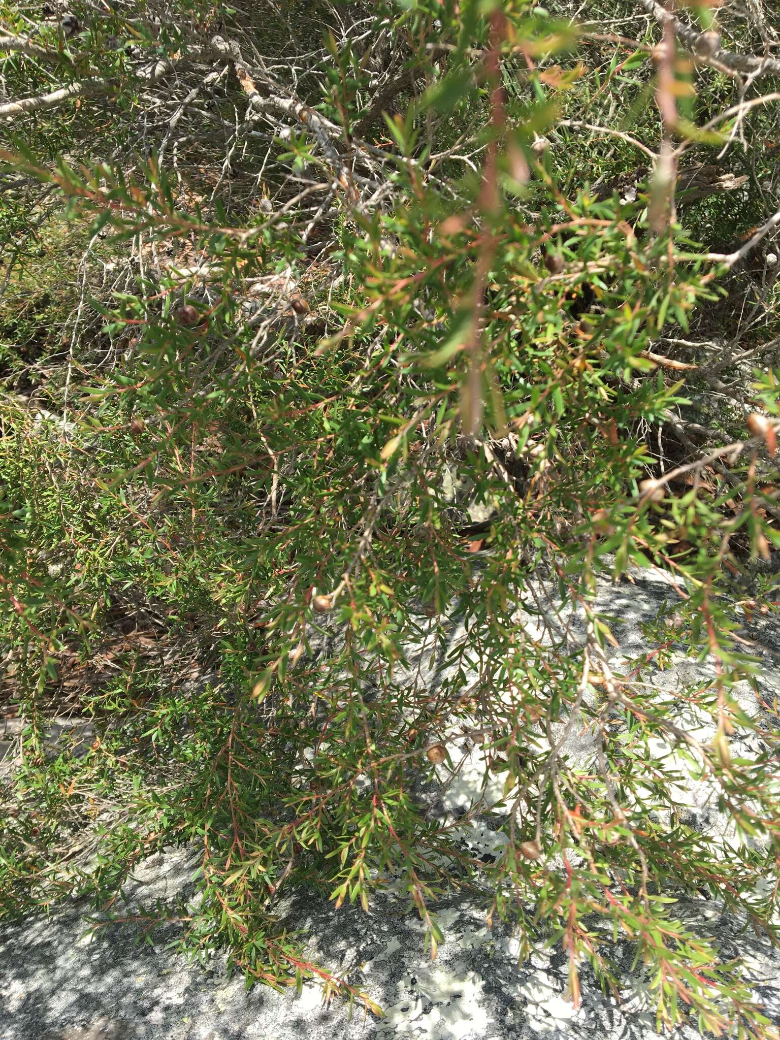 Sivun Leptospermum polygalifolium Salisb. kuva