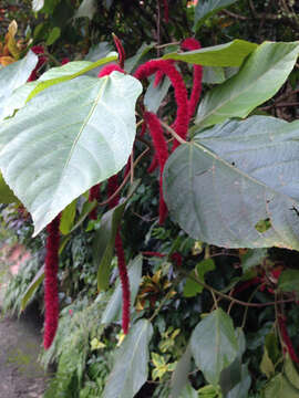 Imagem de Acalypha hispida Burm. fil.