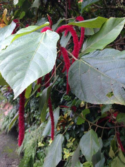 Image of chenille plant