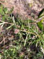 Image of Grevillea parviflora R. Br.