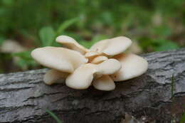 Image of Pleurotus populinus O. Hilber & O. K. Mill. 1993