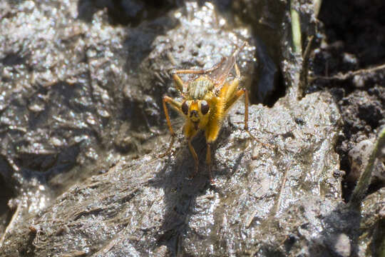 Image of Scathophaga stercoraria (Linnaeus 1758)