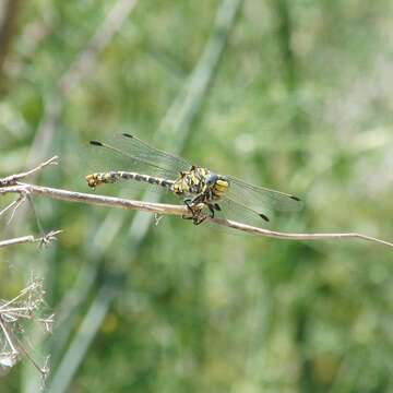 Image of blue-eyed hook-tailed dragonfly