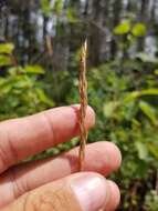 Image de Festuca saximontana Rydb.