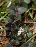 Image of Andrographis serpyllifolia (Rottler ex Vahl) Wight