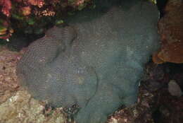 Image of wrinkle coral