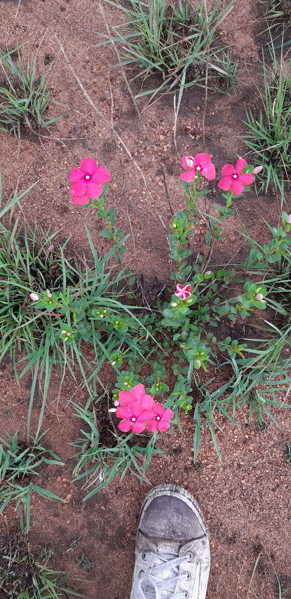 Image de Catharanthus ovalis Markgr.