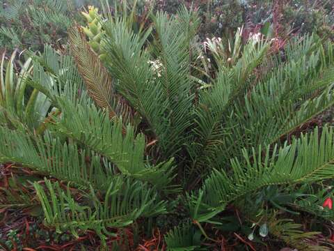 Image of Lomariocycas aurata (Fée) Gasper & A. R. Sm.