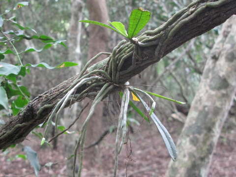 Image of Aerangis mystacidii (Rchb. fil.) Schltr.