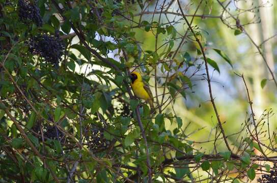 Image of African Masked Weaver