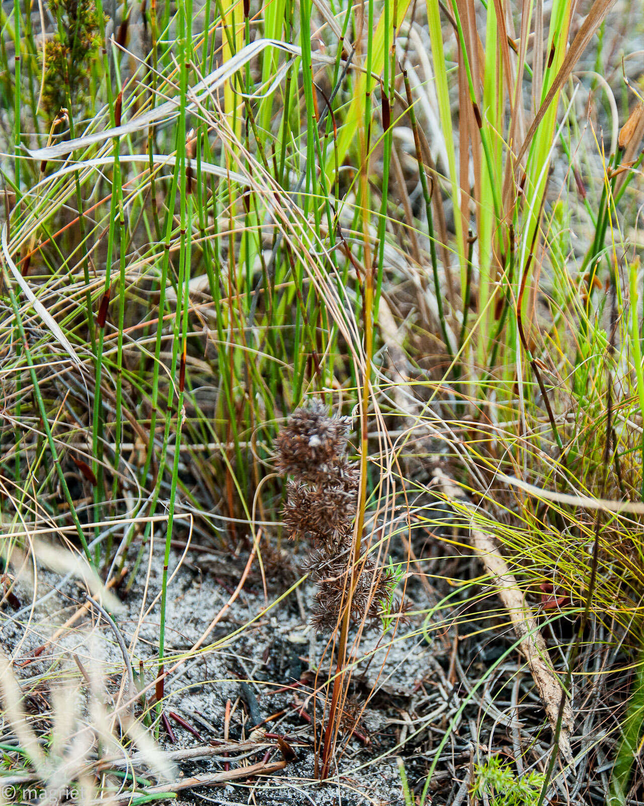 Image de Disa venusta Bolus