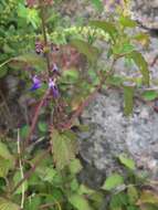 Слика од Plectranthus bojeri (Benth.) Hedge