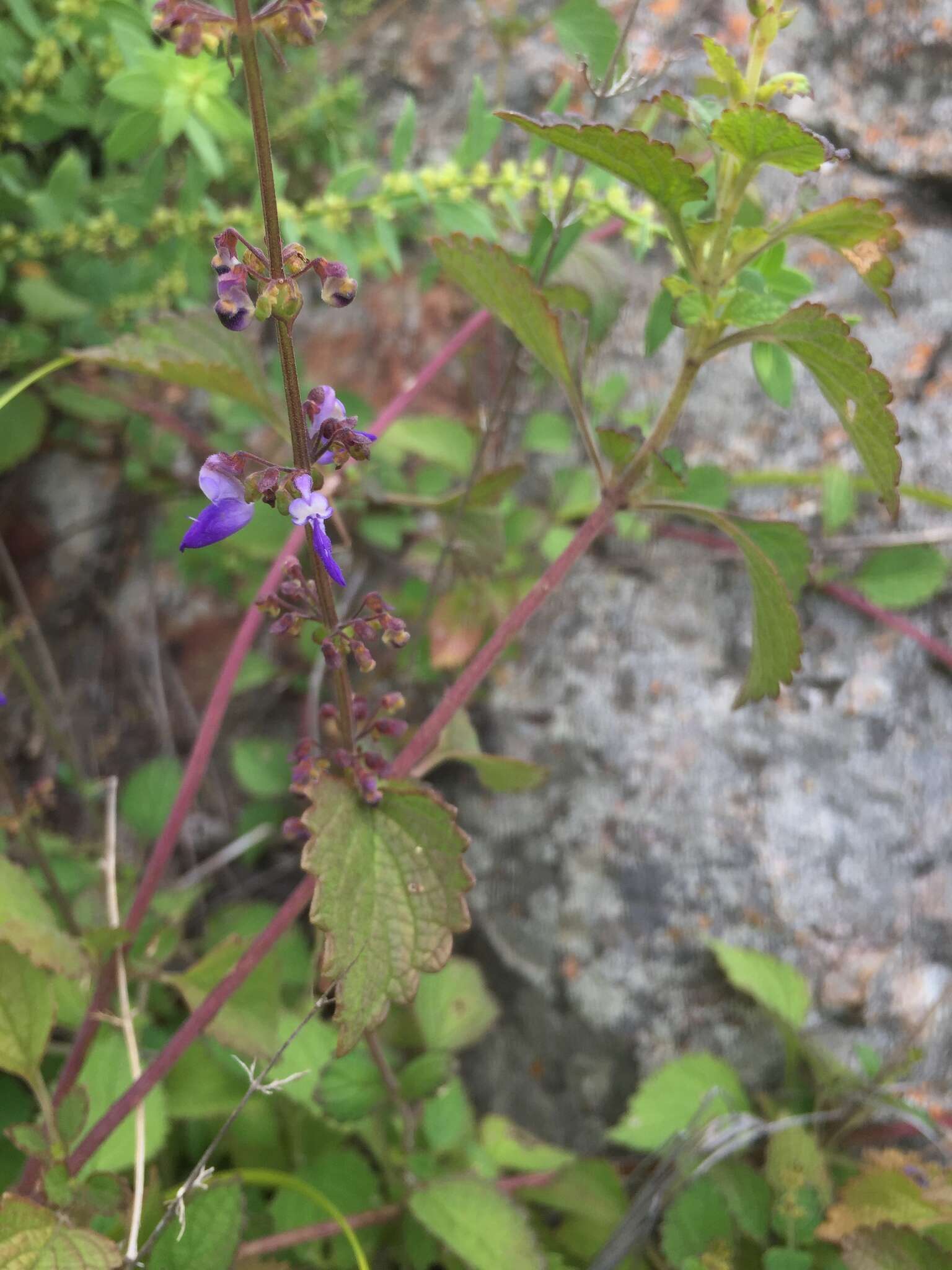 Слика од Plectranthus bojeri (Benth.) Hedge