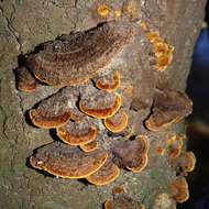 Image of Hymenochaete setipora (Berk.) S. H. He & Y. C. Dai 2012