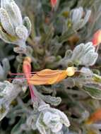 صورة Eremophila glabra subsp. murrayana