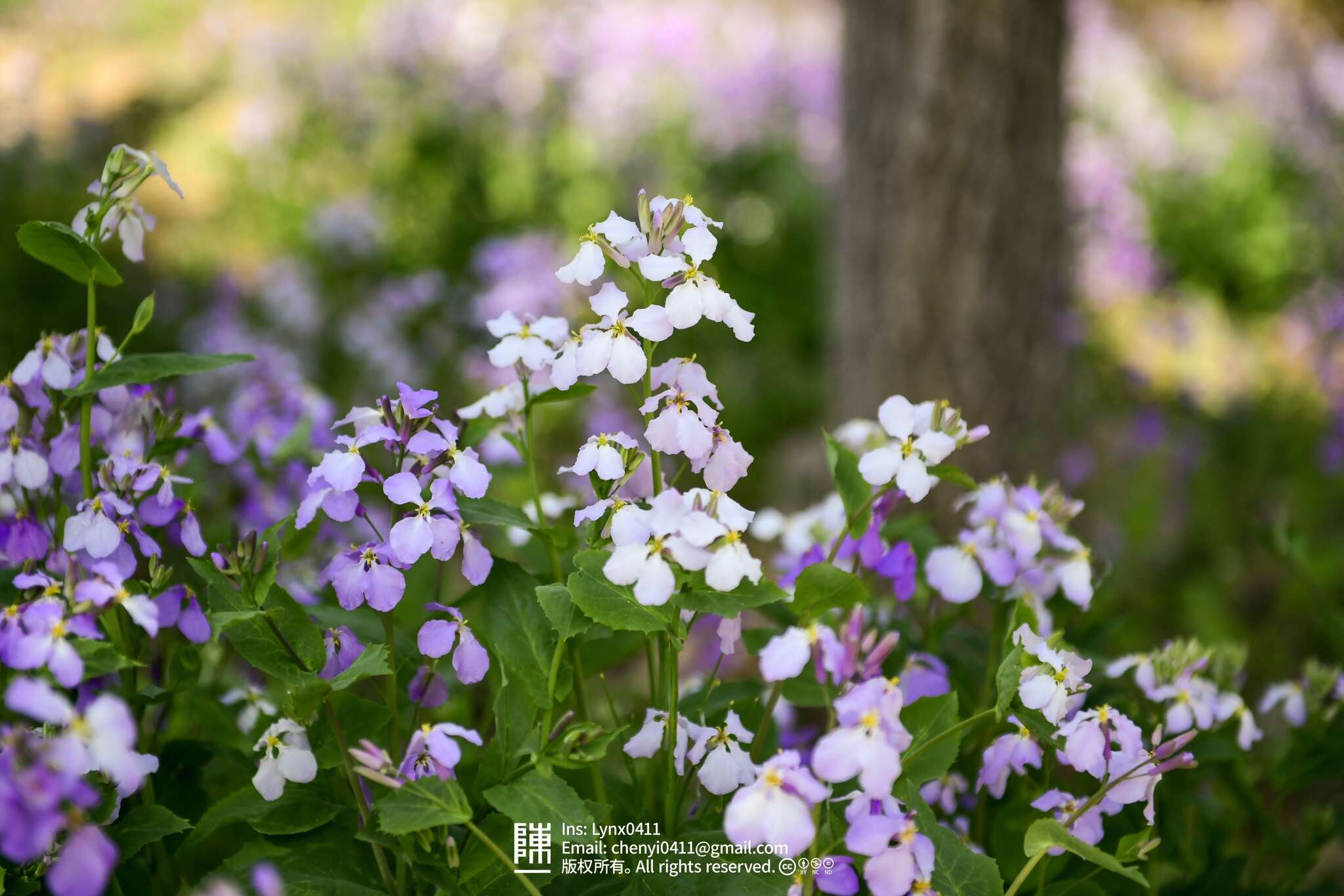 Imagem de Orychophragmus violaceus (L.) O. E. Schulz