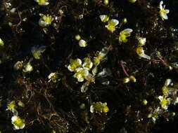 Image of Panarctic Water-Crowfoot