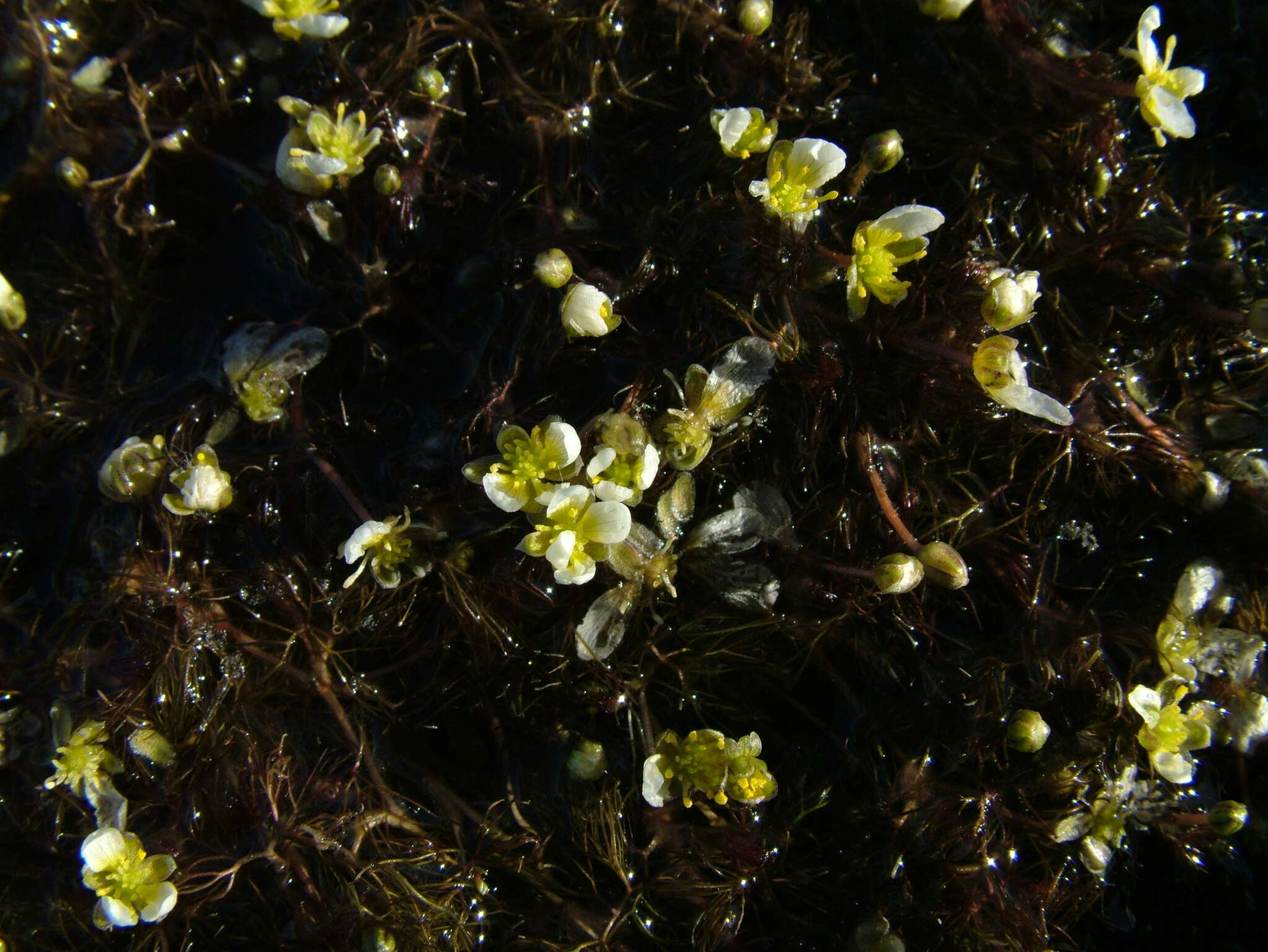 Image of Panarctic Water-Crowfoot