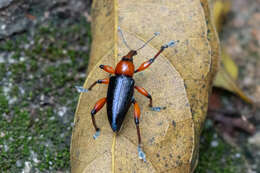 Image of Lasiocnemoides ruficollis Boheman 1834