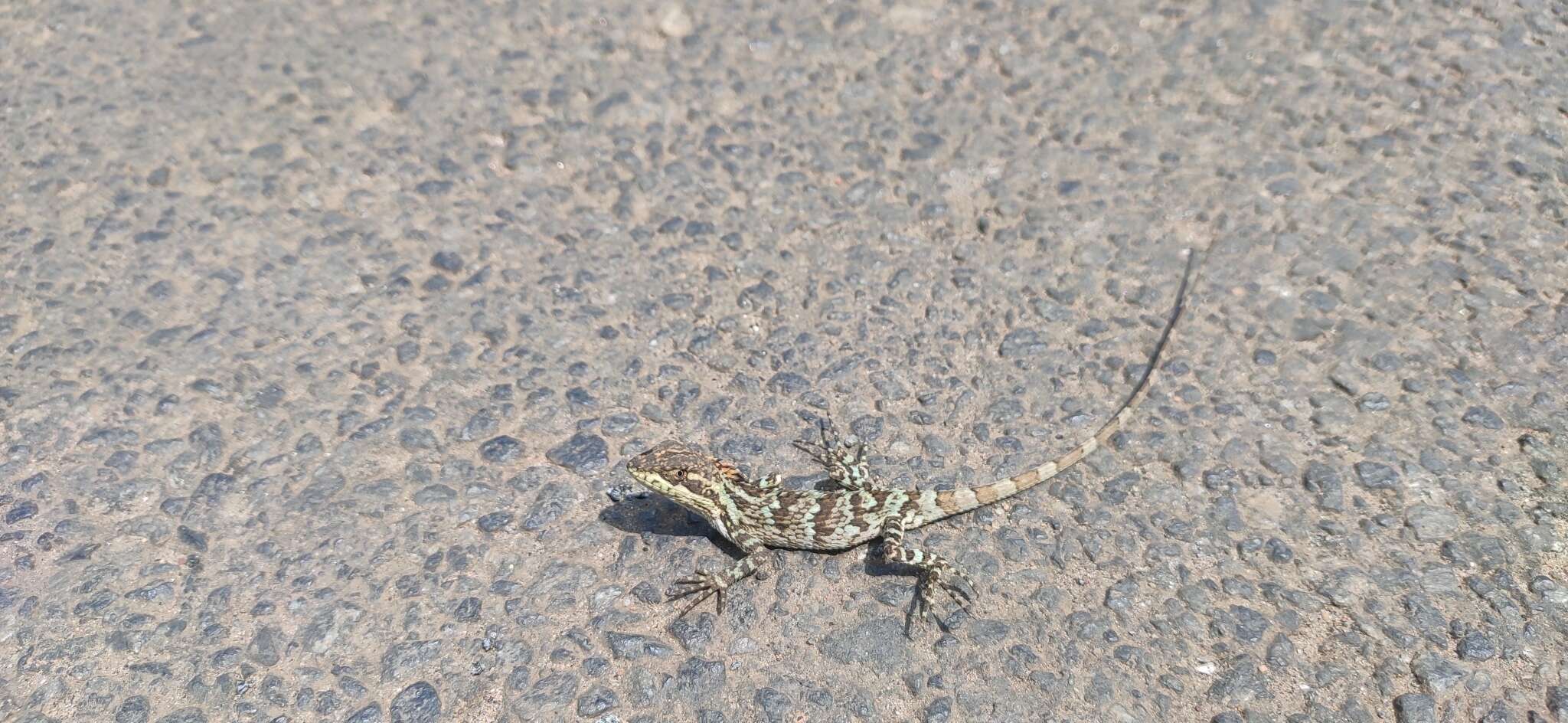 Image of Horsfield's Spiny Lizard