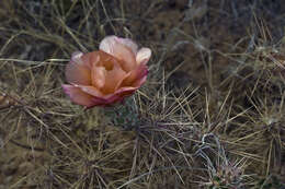 Image of Graham's pricklypear