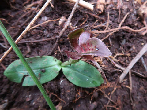 Image of Three-horned bird orchid