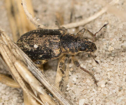 Image of Sweetclover Weevil