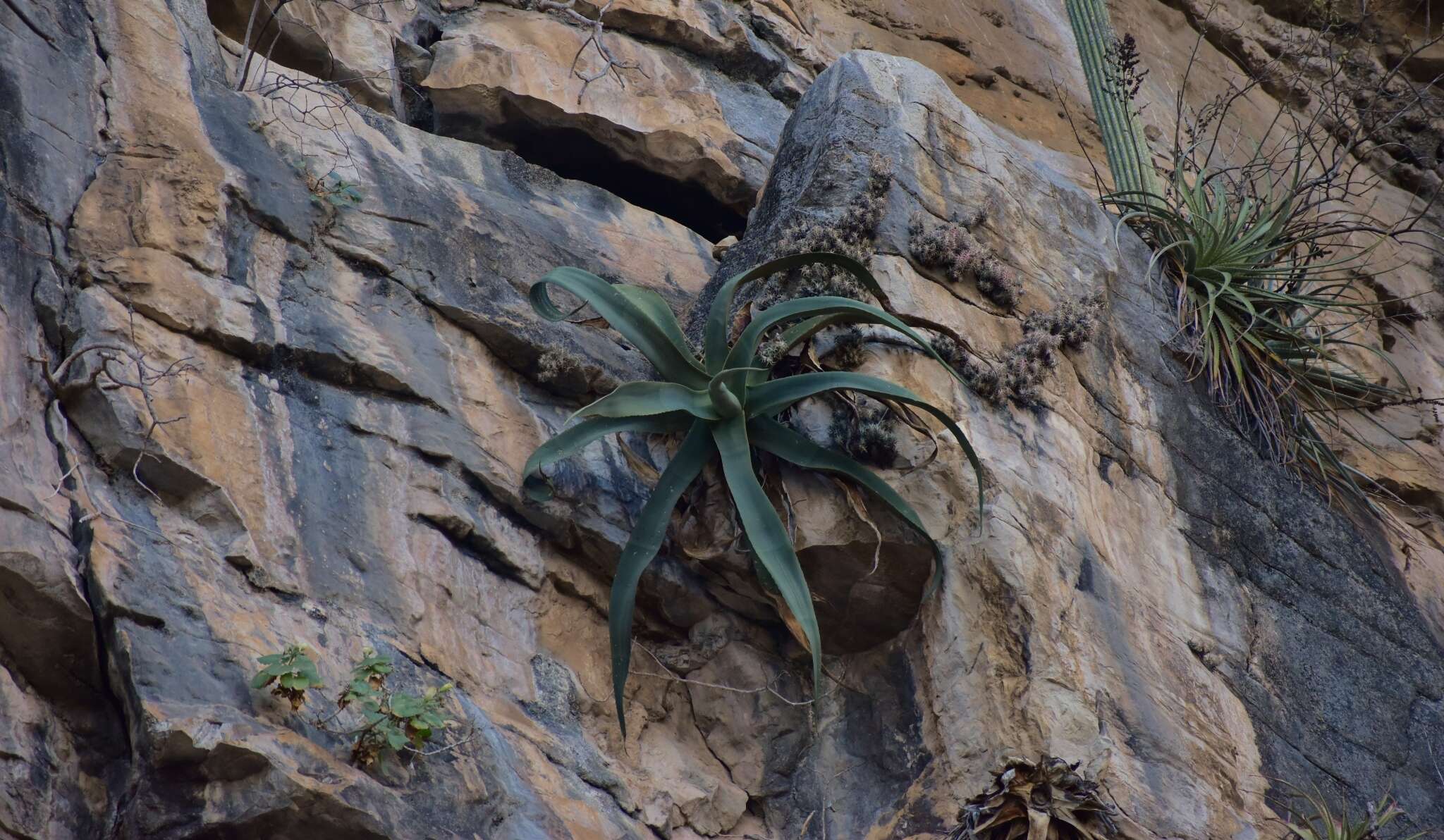 Image of Grijalva's agave