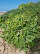 Sonchus megalocarpus (Hook. fil.) J. Black resmi