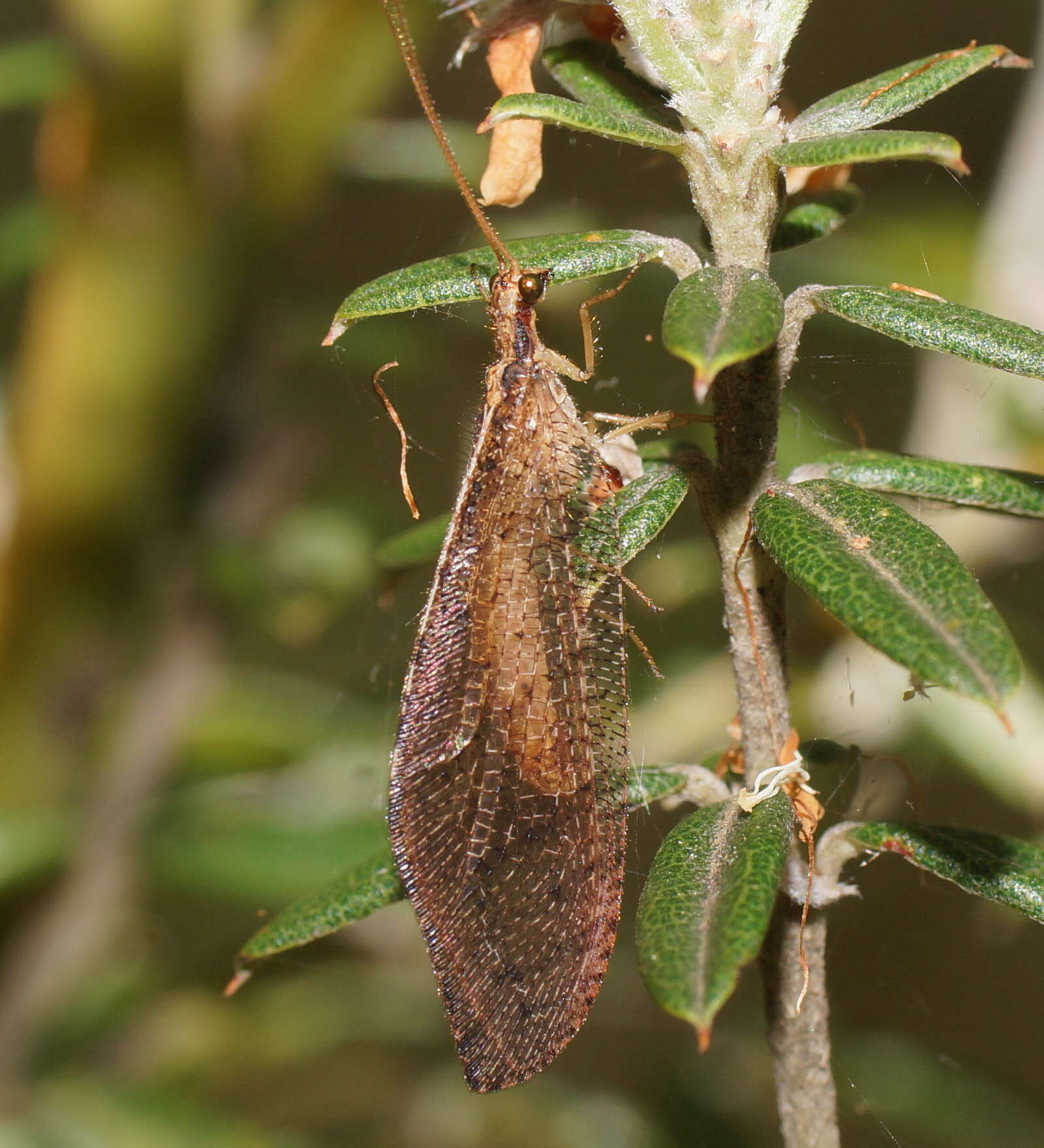 Image of Oedosmylus tasmaniensis Krüger 1913