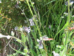 Imagem de Myosotis discolor Pers.