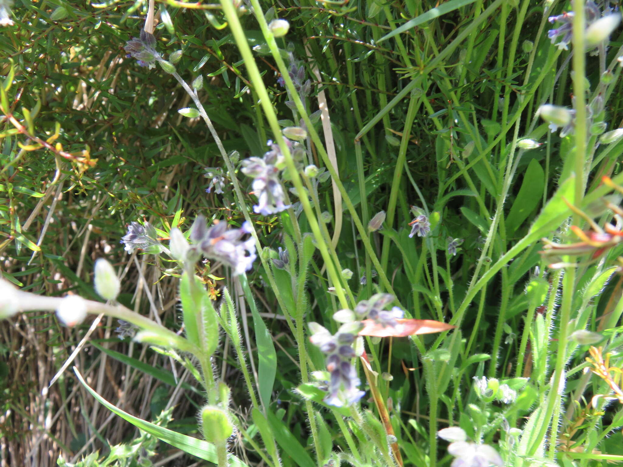 Imagem de Myosotis discolor Pers.