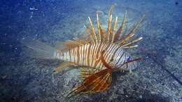 Image of Russell's lionfish