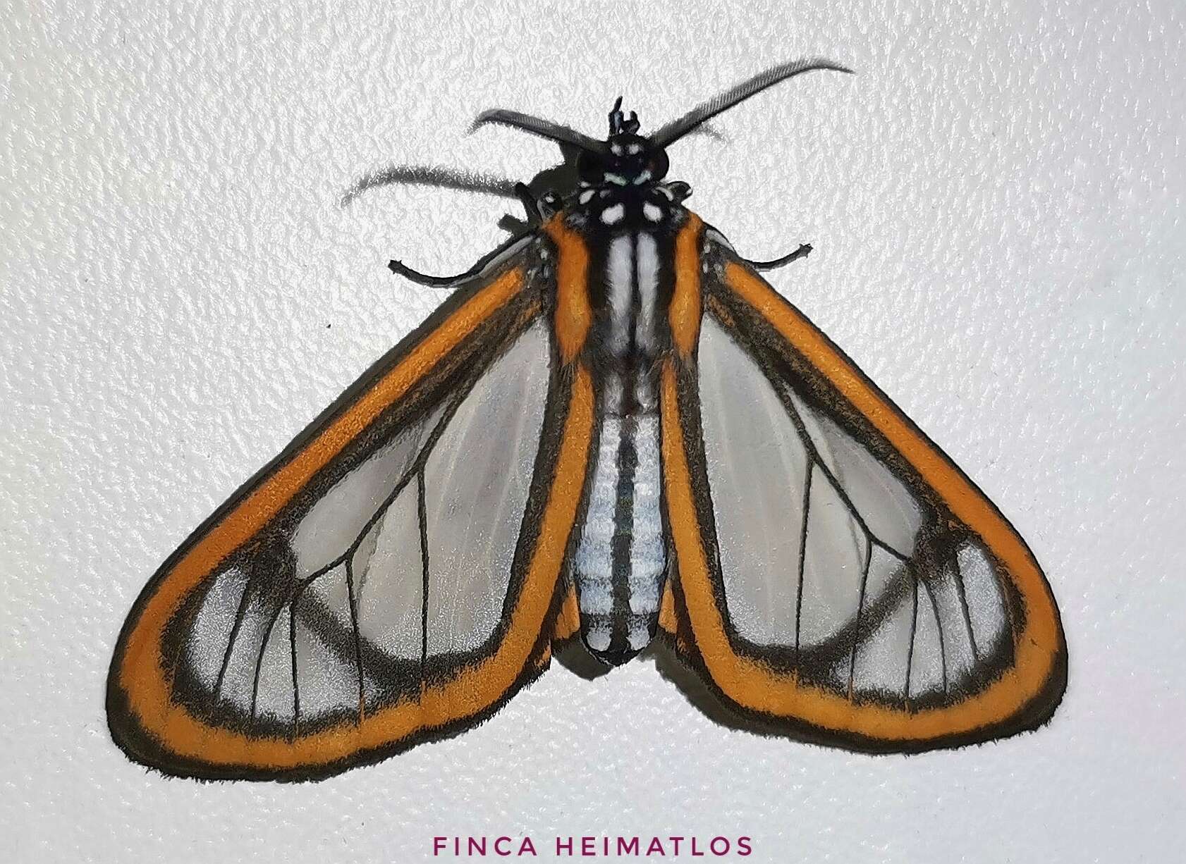 Image of Hyalurga urioides Schaus 1910