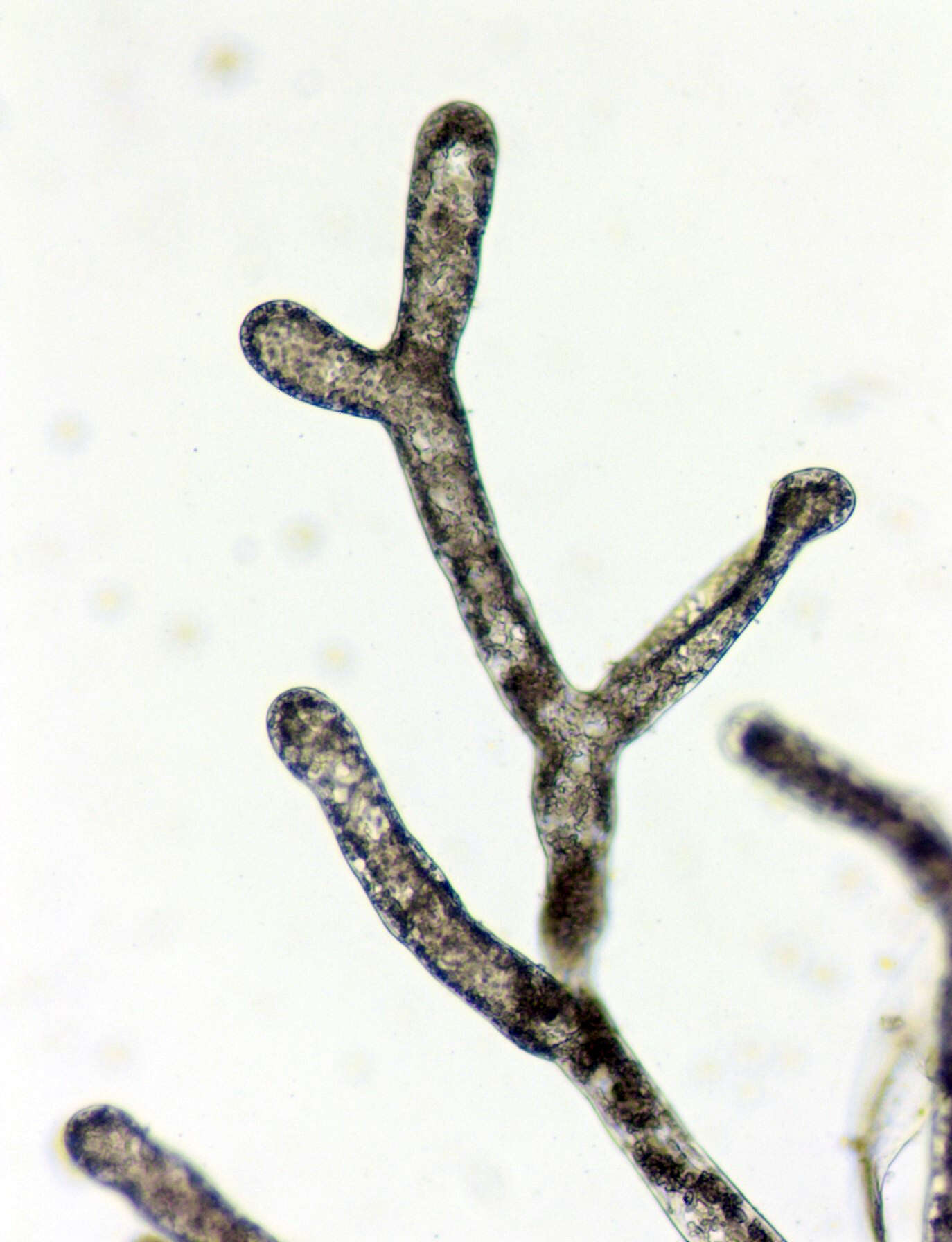 Asterosiphon dichotomus的圖片