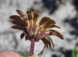 Image de Arctotis angustifolia L.